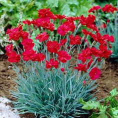 red flowers are blooming in the garden