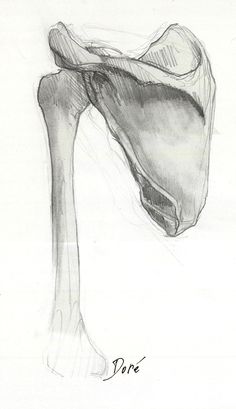 a pencil drawing of an ostrich's head with the lower limb visible