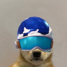 a dog wearing a helmet and goggles on its head with his paw up to the camera