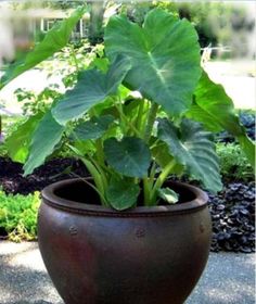 a large potted plant sitting on top of a cement floor next to other plants