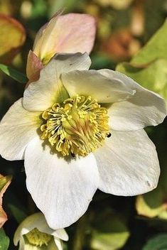 a white flower with yellow center surrounded by green leaves