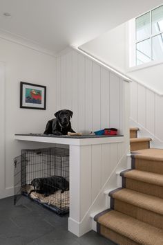 a dog sitting on top of a crate under the stairs next to a stair case