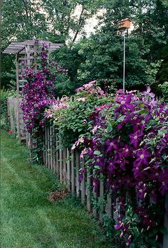 purple flowers are growing on the side of a fenced in area with green grass