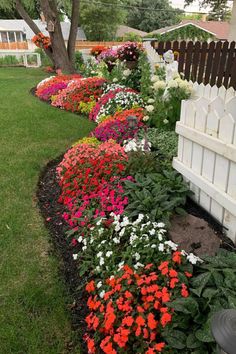 colorful flowers line the side of a white picket fence