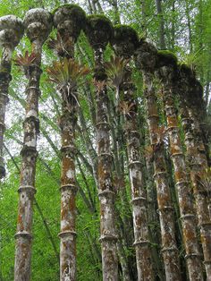 several tall trees with moss growing on them