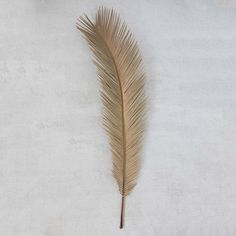 a single palm leaf on a white background