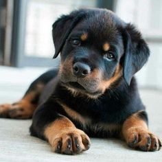 a black and brown puppy laying on the floor looking at the camera with its eyes closed