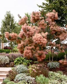 a tree with pink flowers in the middle of a garden