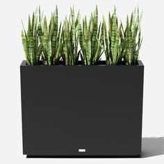 a black planter filled with lots of green plants