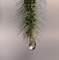 a pine tree branch with drops of water hanging from it