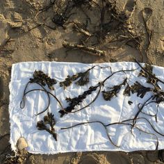 some plants that are laying on the sand