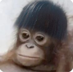 an image of a monkey with long hair