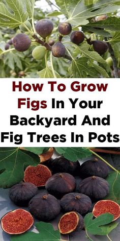 figs growing on the tree with text overlay how to grow figs in your backyard and fig trees in pots