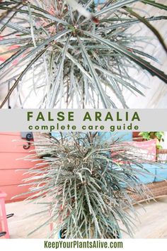 a plant with the words false aralia complete care guide on top and below it