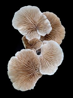 three large mushrooms are shown in this aerial view from the top down on a black background