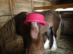 a horse with a pink hat on it's head in a barn or stable