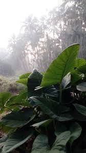 a large green plant with lots of leaves in the foreground and trees in the background