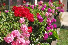 many different colored flowers in pots on the grass