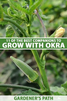 the best companions to grow with okra