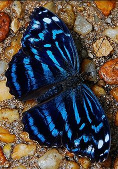 a blue butterfly sitting on some rocks and gravel