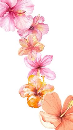 three pink flowers on a white background