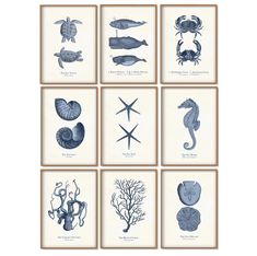 six framed pictures with sea animals and shells in blue ink on white paper, each depicting different