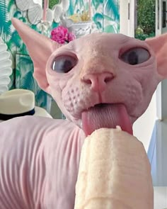 a hairless cat is eating a banana