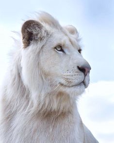 a white lion standing on top of a lush green field