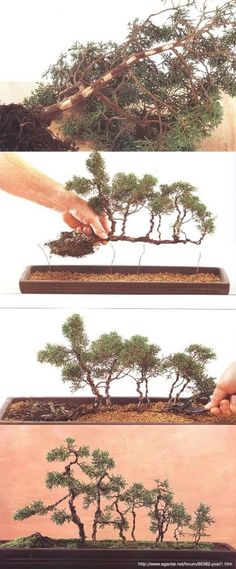 the process of making a bonsai tree is shown in three different stages, including growing and pruning