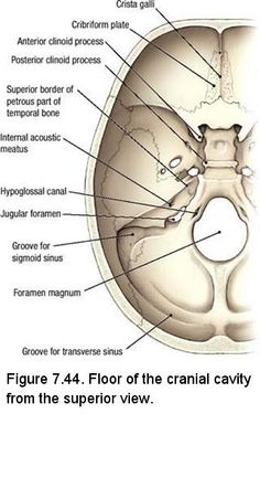 the structure of the cranin cavity is shown in this diagram, with labels on each side