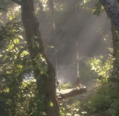 a tree swing suspended over a river in the woods with sun shining through the trees