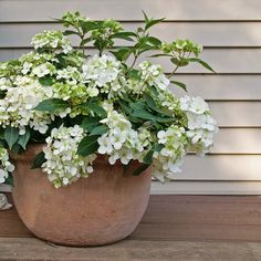 a potted plant with white flowers sitting on a wooden bench next to a house