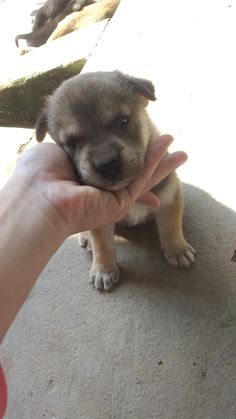 a small puppy is being held in someone's hand while sitting on the ground