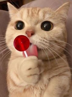 a cat holding a lollipop in its mouth