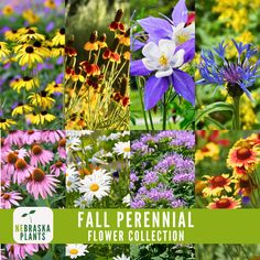 colorful flowers and plants with the words fall perennial flower collection on it's side