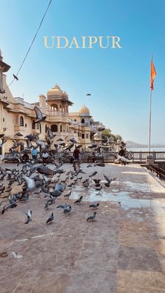 a flock of birds standing on top of a cement ground next to a building with a flag flying in the air