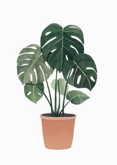 a potted plant with large green leaves on it's side, in front of a white background