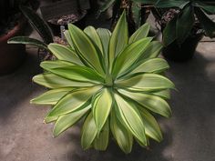 a large green plant sitting on top of a cement ground