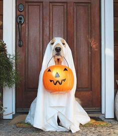 a dog dressed up as a ghost holding a jack o lantern in front of a door