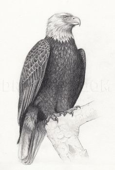 a pencil drawing of an eagle sitting on top of a tree branch in front of a white background