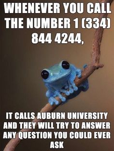 a blue frog sitting on top of a tree branch with the caption when you call the number 13 344 844, it calls auburn university and they will try to answer any question you could ever