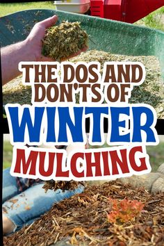 A person adding mulch around a plant with dried leaves, using a pile of wood chips. Vegetable Garden Raised Beds, Vegetable Garden For Beginners, Dos And Don'ts, Healthy Vegetables, Gardening For Beginners, Winter Garden