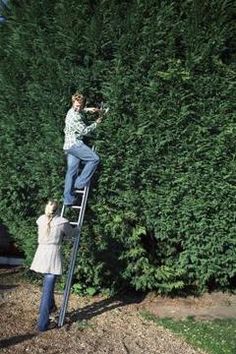 two people standing on top of a ladder in front of a tall green hedge,