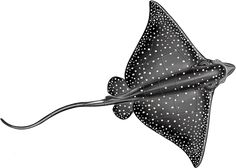 a black and white sting ray flying through the air with spots on it's wings