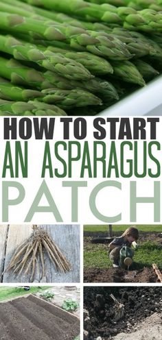 how to start an asparagus patch in the garden with pictures and text overlay