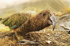 a large bird standing on top of a dry grass covered field next to a mountain