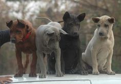 four dogs sitting on top of a car in front of a person's hand