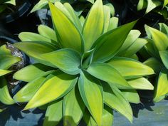 large green leaves are growing in the sun