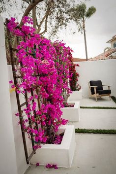 purple flowers growing on the side of a white wall