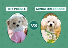 toy poodle and miniature poodle comparison